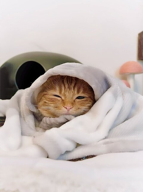 大所帯 人間 子ども 寝顔