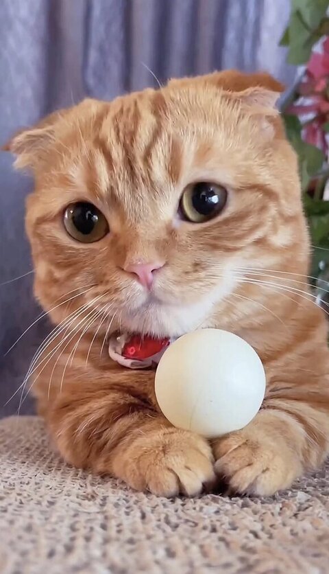 大所帯 人間 子ども 寝顔