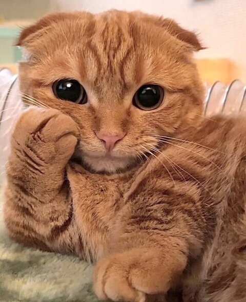 大所帯 人間 子ども 寝顔