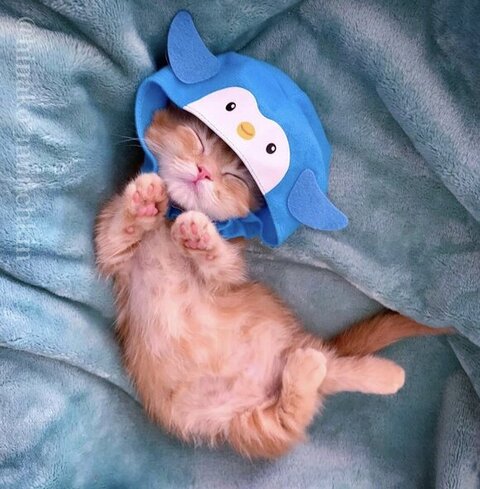 大所帯 人間 子ども 寝顔