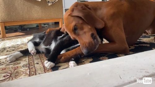 猫 犬 仲良し あまがみ グルーミング