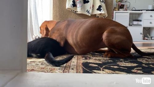 猫 犬 仲良し あまがみ グルーミング