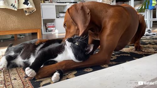 猫 犬 仲良し あまがみ グルーミング