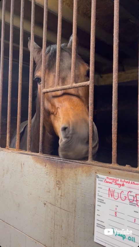 カメラを見る馬