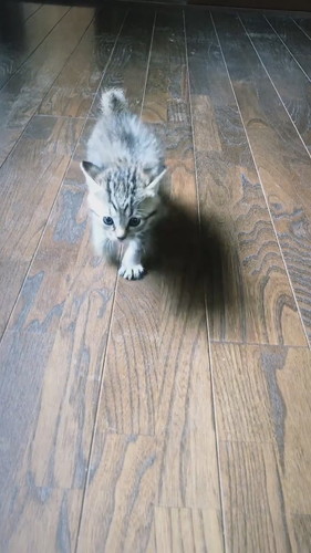 モコ 子猫 貫録 成長 ビフォーアフター