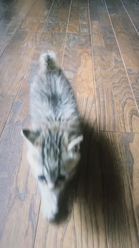 モコ 子猫 貫録 成長 ビフォーアフター