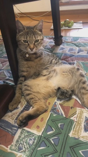 モコ 子猫 貫録 成長 ビフォーアフター