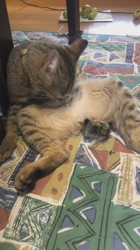 モコ 子猫 貫録 成長 ビフォーアフター