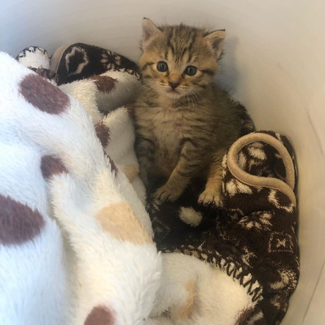 モコ 子猫 貫録 成長 ビフォーアフター