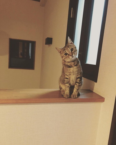 モコ 子猫 貫録 成長 ビフォーアフター