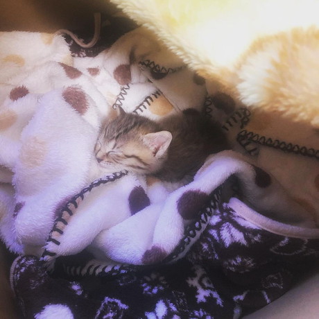 モコ 子猫 貫録 成長 ビフォーアフター