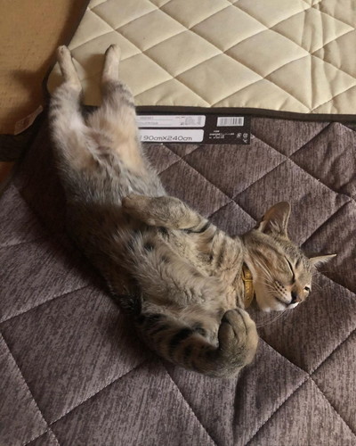 モコ 子猫 貫録 成長 ビフォーアフター