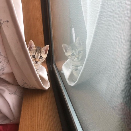 モコ 子猫 貫録 成長 ビフォーアフター