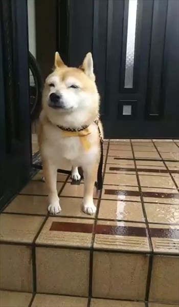 雪を見たワンちゃんの反応 犬 雪 動画 反応 かわいい 面白動画 ワンコ