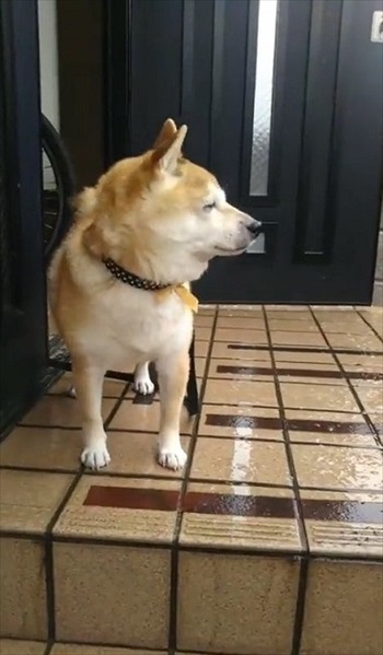 雪を見たワンちゃんの反応 犬 雪 動画 反応 かわいい 面白動画 ワンコ