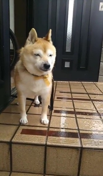 雪を見たワンちゃんの反応 犬 雪 動画 反応 かわいい 面白動画 ワンコ