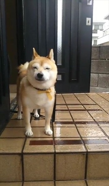 雪を見たワンちゃんの反応