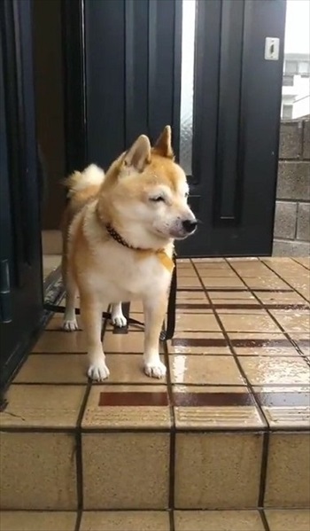 雪を見たワンちゃんの反応