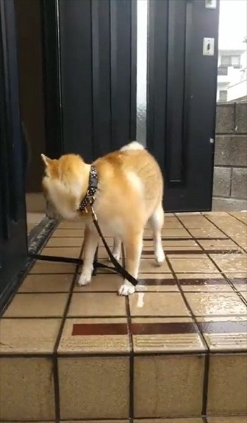 雪を見たワンちゃんの反応 犬 雪 動画 反応 かわいい 面白動画 ワンコ