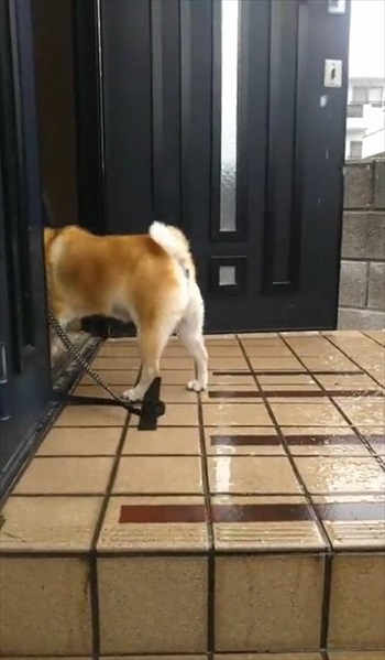 雪を見たワンちゃんの反応 犬 雪 動画 反応 かわいい 面白動画 ワンコ