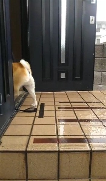 雪を見たワンちゃんの反応 犬 雪 動画 反応 かわいい 面白動画 ワンコ