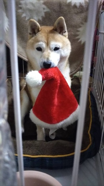 雪を見たワンちゃんの反応 犬 雪 動画 反応 かわいい 面白動画 ワンコ