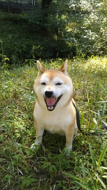雪を見たワンちゃんの反応 犬 雪 動画 反応 かわいい 面白動画 ワンコ