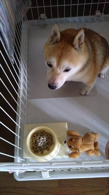 雪を見たワンちゃんの反応 犬 雪 動画 反応 かわいい 面白動画 ワンコ