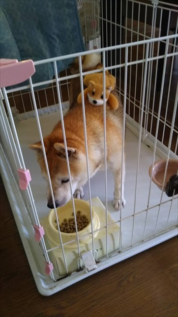 雪を見たワンちゃんの反応 犬 雪 動画 反応 かわいい 面白動画 ワンコ