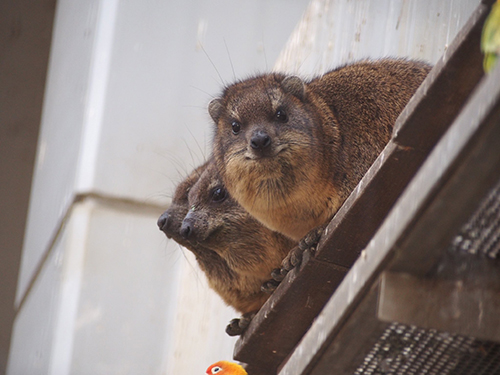 おしくらハイラックスと見切れボタンインコ