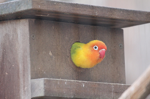 出そうで出ないボタンインコ