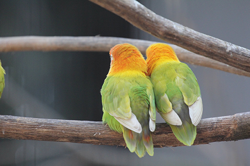 寄り添うボタンインコ