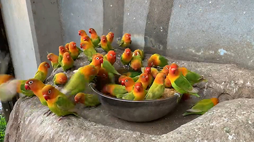 いなくなったインコ