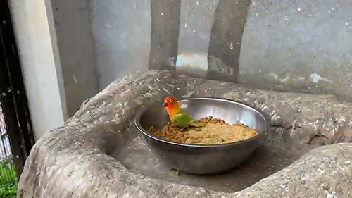 1羽残ったボタンインコ