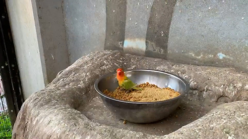 1羽残ったボタンインコがこちらを向いたところ