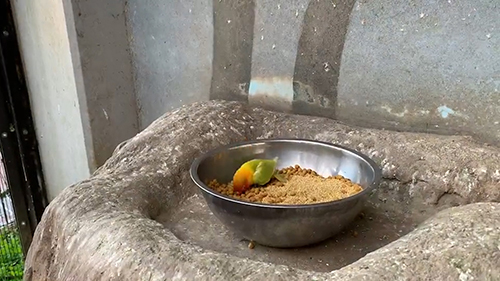 1羽残ったボタンインコがごはんを食べるところ