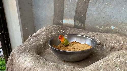 1羽残ったボタンインコがごはんを食べたあと