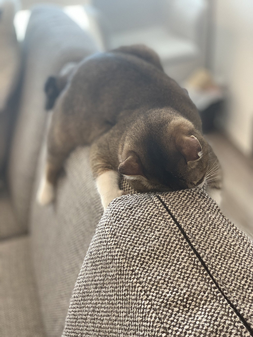 しらす おこめ 猫 保護 元 怒 床