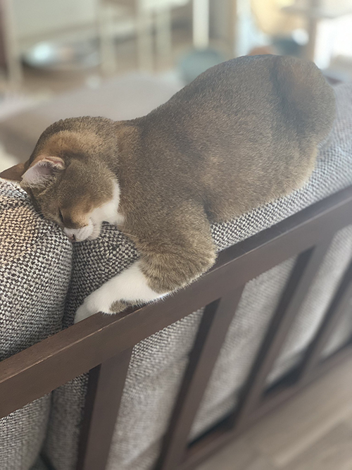 しらす おこめ 猫 保護 元 怒 床