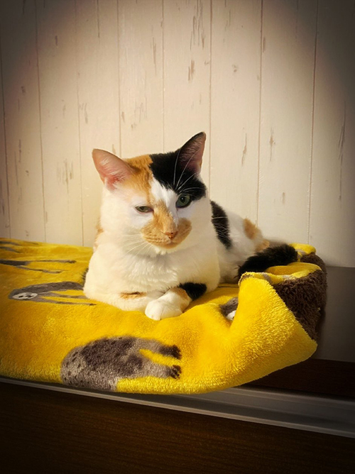 しらす おこめ 猫 保護 元 怒 床