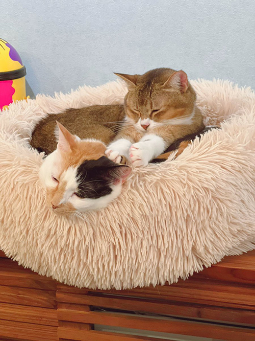 しらす おこめ 猫 保護 元 怒 床