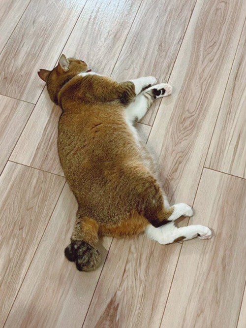 しらす おこめ 猫 保護 元 怒 床