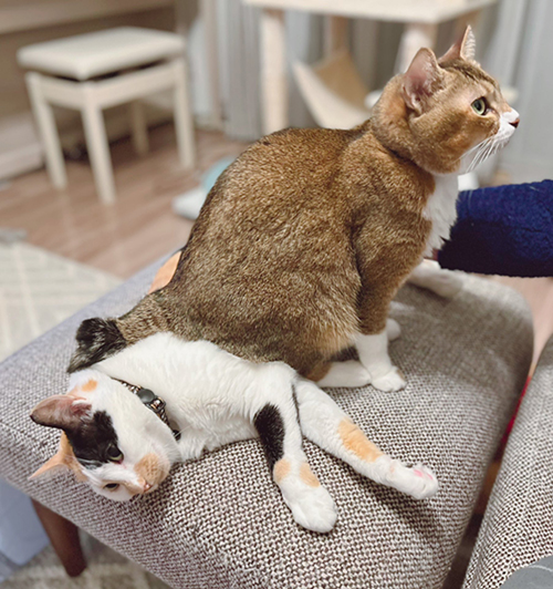 しらす おこめ 猫 保護 元 怒 床