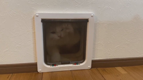 アポロ キャットドア 怒る 連打