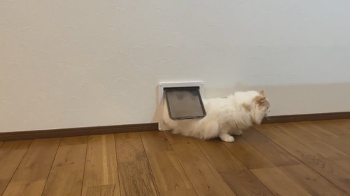 アポロ キャットドア 怒る 連打