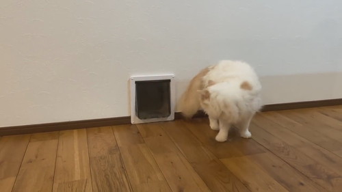 アポロ キャットドア 怒る 連打