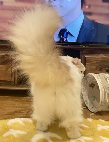 アポロ キャットドア 怒る 連打