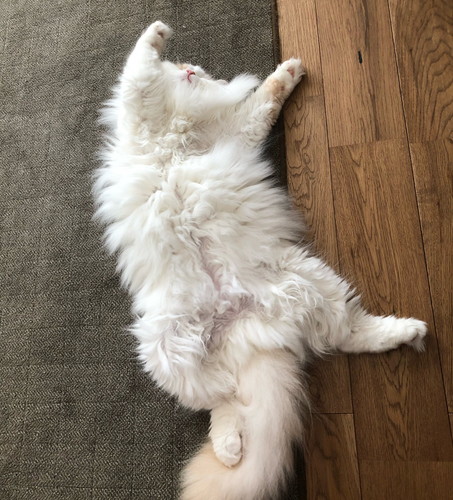 アポロ キャットドア 怒る 連打