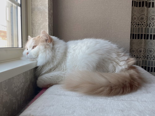 アポロ キャットドア 怒る 連打