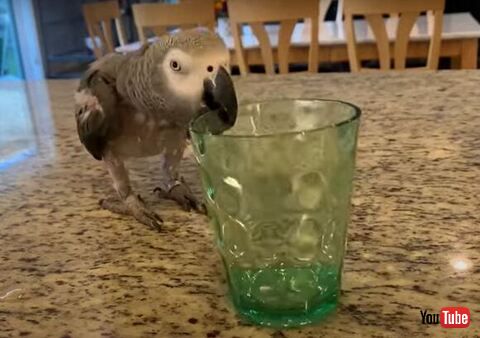 鳥 コップ 反射 光